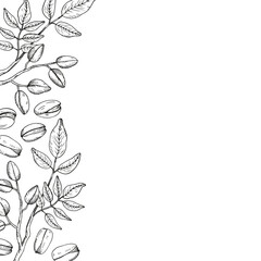 Background with engraved Pistachios nuts and branch. Hand drawn vector card illustration. Organic food ingredient, harvest. The images are created without use of any artificial intelligence software