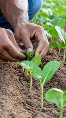 A male farmer showcases healthy soil from his field during sunset, emphasizing the importance of organic farming for sustainable food production