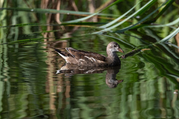 Juvenile common moorhen swimming in pond water. Wild water bird and it's reflection in calm water. Green pond with reeds