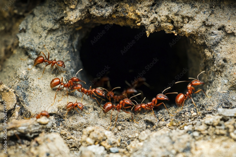 Poster red ants emerging from a dark hole in the ground, gathering outside their nest to explore the enviro