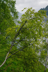 albero verde obliquo sulla montagna