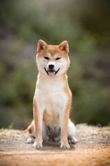 Amazing shiba inu dog breed