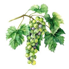 Obraz premium Botanical Vine Watercolor Illustration with Green Leaves and Grape Cluster