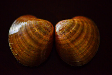 Seashell Patterns: A Tranquil Background