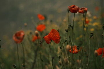 Obraz premium Paris, France