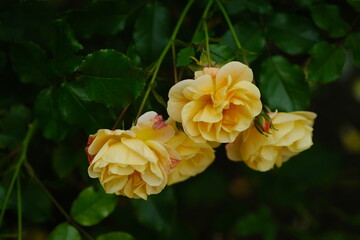 Obraz premium Paris, France