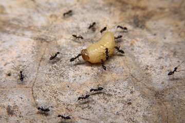 Ants hunt and kill larva of a termite on the ground.
