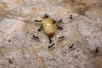Ants hunt and kill larva of a termite on the ground.
