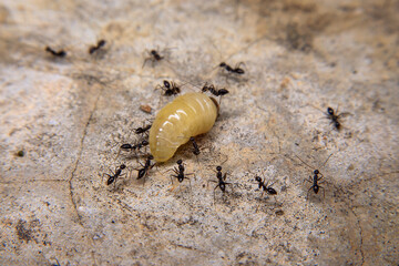 Ants hunt and kill larva of a termite on the ground.
