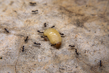 Ants hunt and kill larva of a termite on the ground.
