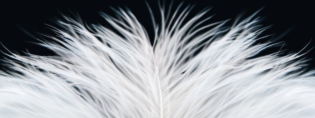 Obraz premium A tight shot of a pristine white feather against a black backdrop, superimposed with a softly blurred image of a white bird's tail