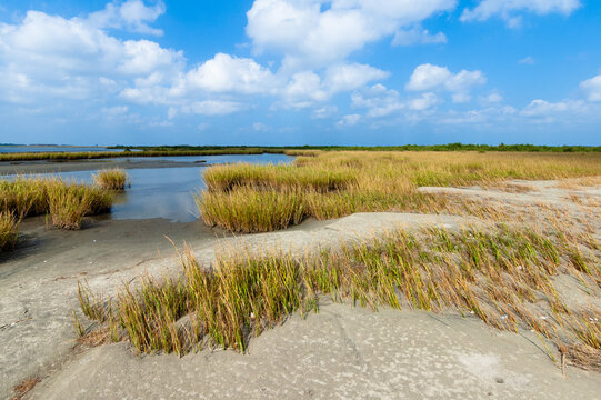 Grassy marsh on Grand Isle, Louisiana