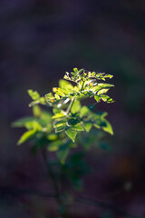 Illuminated green plant with dark background