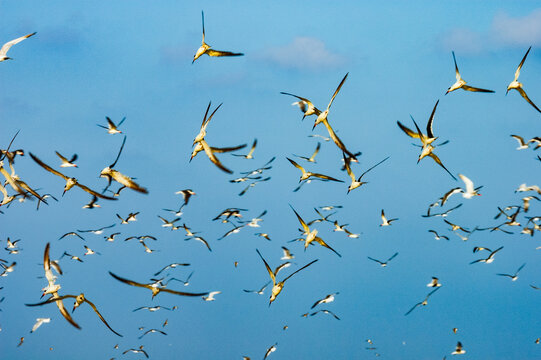 Skimmers divebombing over Bayou Thunder Von Tranc, Grand Isle, Louisiana
