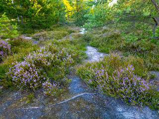 Heath during sunrise, with blooming heather on the heath bathed in bright sunlight, located in...