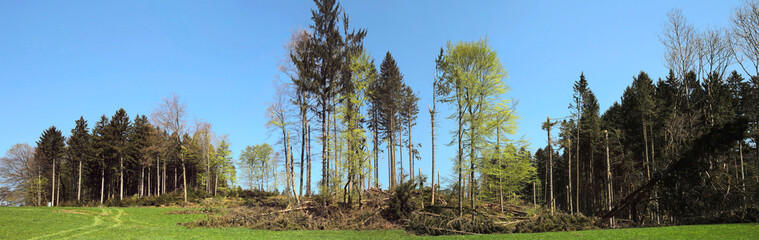 Windbruch nach Sturm, Bayern, Deutschland, Panorama 
