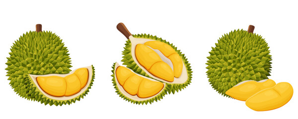 durian isolated on white background