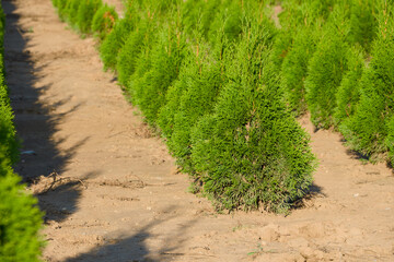 Thuja in the agricultural field close-up