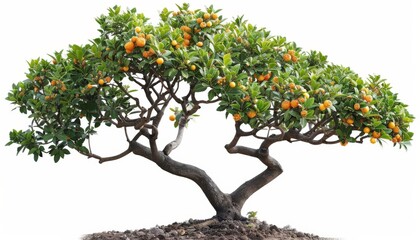 A tree with lush green leaves and ripe yellow fruits.