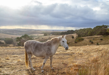 Fototapeta premium Gray horse grazing in the field, dry grass, life on the farm