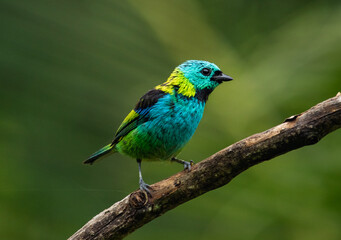 colorful bird on a branch