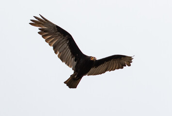 vulture