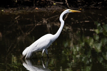 white egret