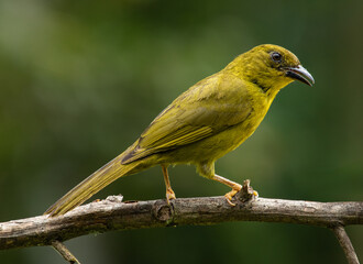 Olive-green Tanager