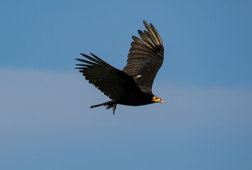 vulture flying