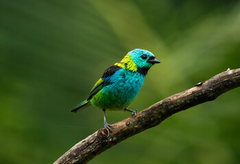 tropical bird