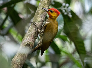 beautiful woodpecker