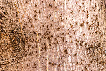 Huge Kapok tree Ceiba tree texture with spikes in Mexico.