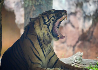 portrait of a tiger © badrudin