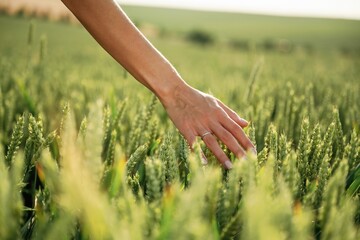 Close up view of woman hand that is touching the wheat that is growing on the agricultural field