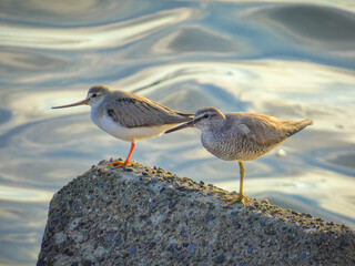 ソリハシシギとキアシシギ