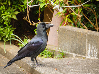 ハシブトガラス