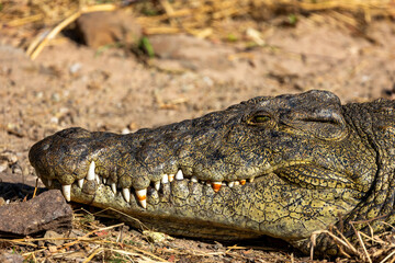 Botswana Safari