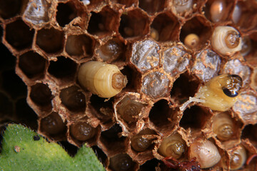 Close up view of the working bees on honeycombs. The nest of a family of wasps which is taken a close-up.