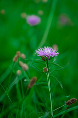 Brown Knapweed macro photo in nature (Centaurea jacea). Lilac wildflower. Honey flowers. Preservation of bee populations