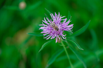Brown Knapweed macro photo in nature (Centaurea jacea). Lilac wildflower. Honey flowers. Preservation of bee populations