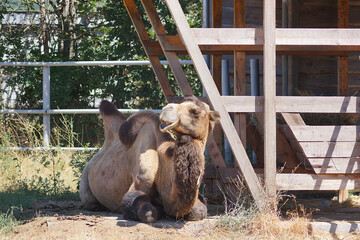 camel in the zoo