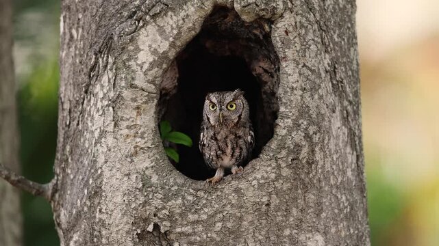 Eastern screech owl in Florida 