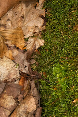 Close up of half moss and half old dead leaves. The difference between decay and life. Half green with life and half brown with death.