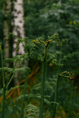 pianta germogliata verticale
