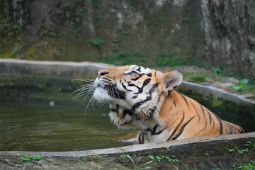tiger in the water