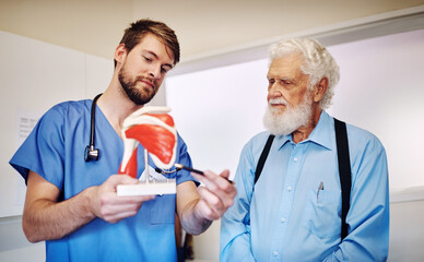 Anatomy, model and doctor with mature patient for demonstration for surgery, diagnosis and...