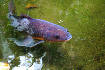 Common Carp, Cyprinus carpio, with stretched out barbels swimming in green waters of a shallow...