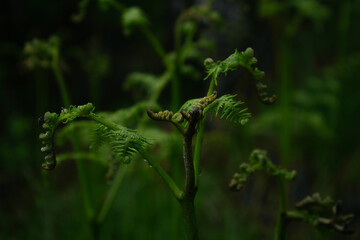pianta verde germogliata