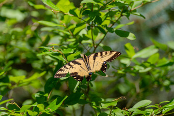 Eastern Tiger Swallowtail Butterfly Perched In A Green Hedge In July In Wisconsin