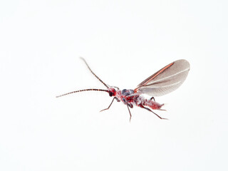 Cottony cushion scale. Genus Icerya. 